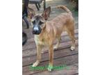 Adopt SNOW WHITE a Shepherd