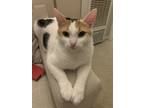 Adopt Ghost a White (Mostly) Calico / Mixed (short coat) cat in Anaheim