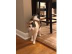 Adopt Delilah a Calico or Dilute Calico Calico / Mixed (medium coat) cat in