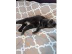 Adopt Willie a Gray or Blue Russian Blue / Mixed (medium coat) cat in North
