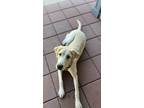 Adopt Buttercup a Tan/Yellow/Fawn - with White Labrador Retriever / Mixed dog in