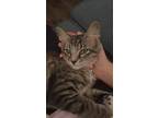Adopt Alice a Gray, Blue or Silver Tabby American Shorthair / Mixed (short coat)
