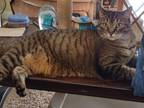Adopt Catilyn a Tiger Striped Tabby / Mixed (medium coat) cat in Jacksonville