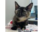 Adopt Cera a Tortoiseshell Domestic Shorthair / Mixed cat in Chattanooga