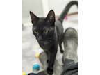Adopt Merryweather a All Black Domestic Shorthair / Domestic Shorthair / Mixed