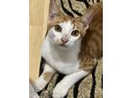 Adopt Winkin a Orange or Red Domestic Shorthair / Domestic Shorthair / Mixed cat