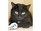 Adopt Annie a Domestic Long Hair, Domestic Short Hair