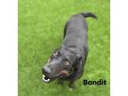 Adopt Bandit 3134 a Labrador Retriever
