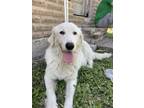 Adopt Snowy 3170 a Great Pyrenees