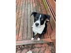 Adopt Cookie 3139 a Collie