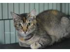 Adopt Dorothy - Adoptable a Domestic Shorthair / Mixed (short coat) cat in