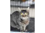 Adopt Bia - Adoptable a Domestic Longhair / Mixed (long coat) cat in