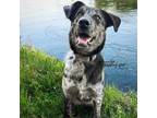 Adopt Tyrion a Black Catahoula Leopard Dog / Mixed dog in Buffalo, MN (38610341)
