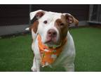 Adopt Royal Ryley a White American Pit Bull Terrier / Mixed dog in Lewiston