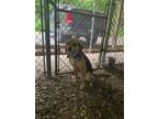 Adopt Maybelle a Tricolor (Tan/Brown & Black & White) Coonhound (Unknown Type) /