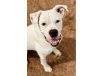 Adopt Lucy a White Boxer / Mixed dog in Irving, TX (38773551)