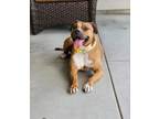 Adopt Brandy a Pit Bull Terrier