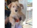 Adopt Duchess_stray 0508 a Terrier