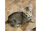 Adopt Bud a Brown or Chocolate Domestic Shorthair / Mixed cat in ARIZONA CITY