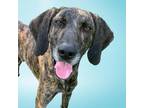 Adopt Waylon a Brindle Plott Hound / Mixed dog in Delaplane, VA (38884180)