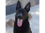 Adopt Itachi a Black German Shepherd Dog / Mixed dog in El Paso, TX (38860252)