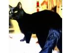 Adopt Sylvie a Domestic Short Hair