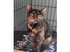 Adopt Dahlia a Domestic Short Hair