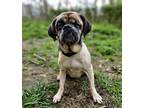 Adopt Mildred a Pug, Beagle