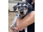 Adopt April a Schnoodle