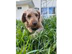 Adopt Maggie Mae a Labrador Retriever, Poodle