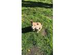 Adopt Amy Grace a Labrador Retriever, Pit Bull Terrier