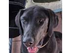 Adopt Female Lab 1 a Black Labrador Retriever