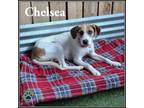 Adopt Chelsea a Jack Russell Terrier, Beagle
