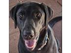 Adopt April a Black Labrador Retriever