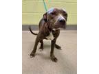 Adopt Peanut a Pit Bull Terrier, Mixed Breed