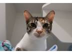 Adopt Freya and Apollo a Domestic Short Hair