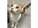 Adopt Charlie a Domestic Short Hair