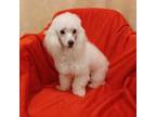 Poodle (Toy) Puppy for sale in Covington, GA, USA