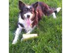 Adopt Suzie a Border Collie