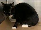 Adopt CeeCee a Domestic Short Hair