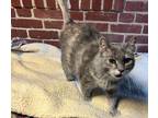 Adopt Snickers a Dilute Tortoiseshell