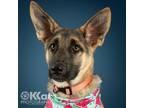 Adopt Puppy June a German Shepherd Dog