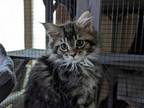 MC Brown Tabby Female