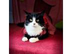 Adopt Licorice a Domestic Medium Hair