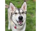 Adopt Taha a Siberian Husky, Mixed Breed