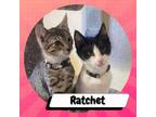 Adopt Ratchet a Domestic Short Hair
