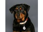 Adopt Ruby a Rottweiler, Mixed Breed