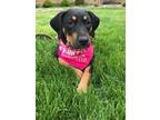 Adopt Rose a Mixed Breed