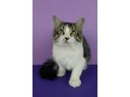 Adopt Ginna Claire a Domestic Medium Hair