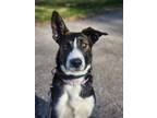 Adopt Boom a Shepherd